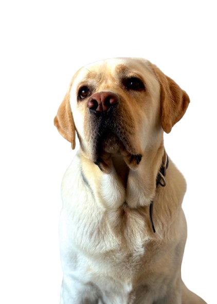 Fotografía Drex, perro guía
